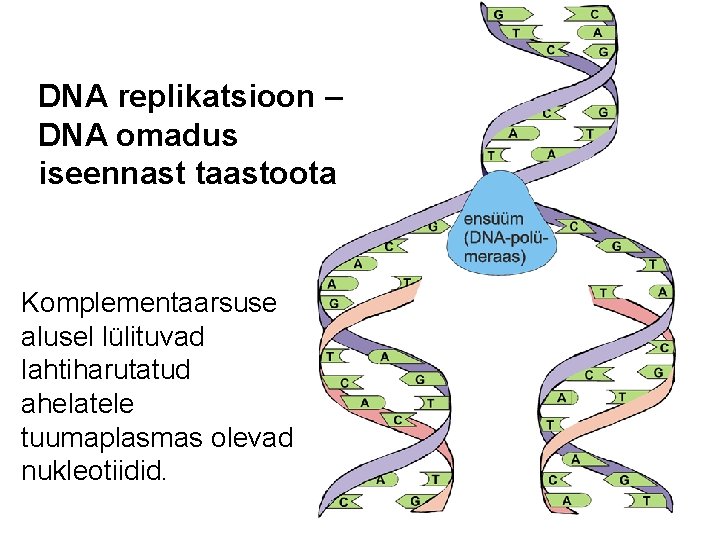 DNA replikatsioon – DNA omadus iseennast taastoota Komplementaarsuse alusel lülituvad lahtiharutatud ahelatele tuumaplasmas olevad
