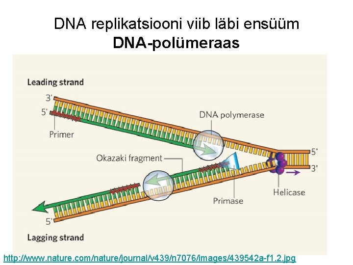 DNA replikatsiooni viib läbi ensüüm DNA-polümeraas http: //www. nature. com/nature/journal/v 439/n 7076/images/439542 a-f 1.