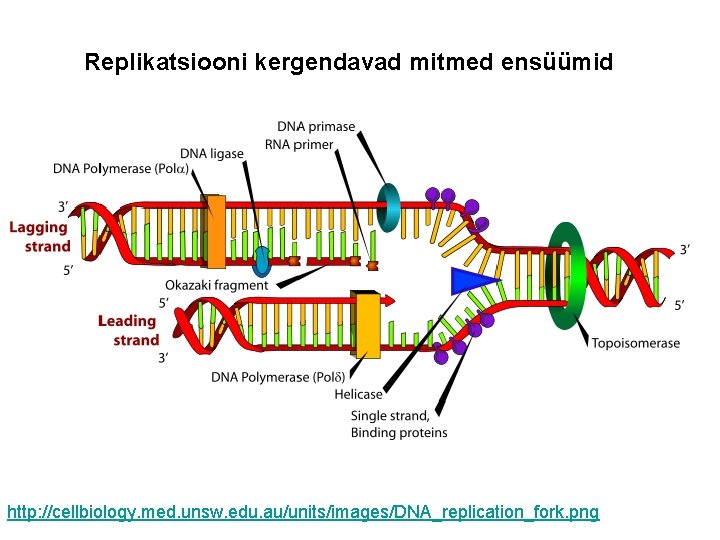 Replikatsiooni kergendavad mitmed ensüümid http: //cellbiology. med. unsw. edu. au/units/images/DNA_replication_fork. png 