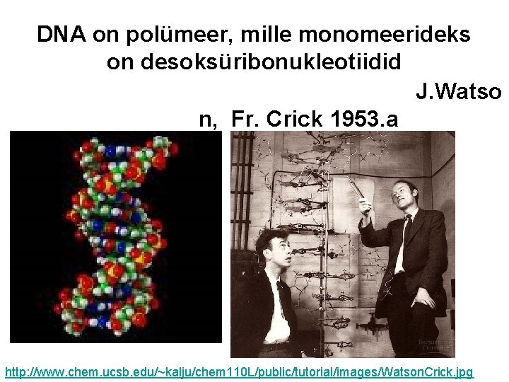 DNA on polümeer, mille monomeerideks on desoksüribonukleotiidid J. Watso n, Fr. Crick 1953. a