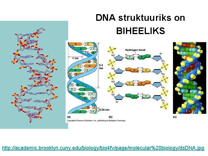 DNA struktuuriks on BIHEELIKS http: //academic. brooklyn. cuny. edu/biology/bio 4 fv/page/molecular%20 biology/ds. DNA. jpg