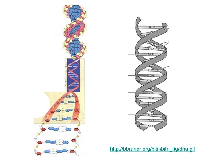 http: //bbruner. org/bitn_fig/dna. gif 