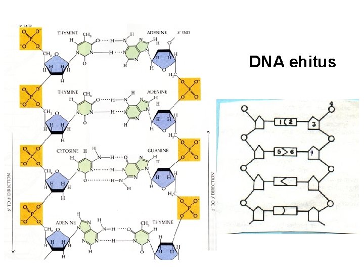 DNA ehitus 