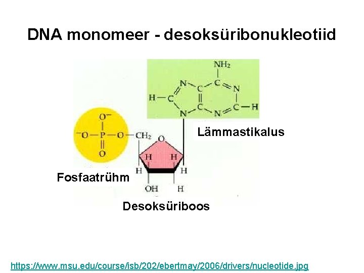 DNA monomeer - desoksüribonukleotiid Lämmastikalus Fosfaatrühm Desoksüriboos https: //www. msu. edu/course/isb/202/ebertmay/2006/drivers/nucleotide. jpg 