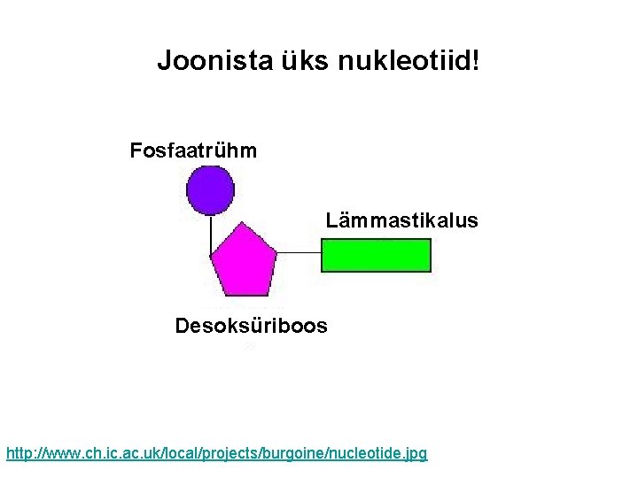 Joonista üks nukleotiid! Fosfaatrühm Lämmastikalus Desoksüriboos http: //www. ch. ic. ac. uk/local/projects/burgoine/nucleotide. jpg 