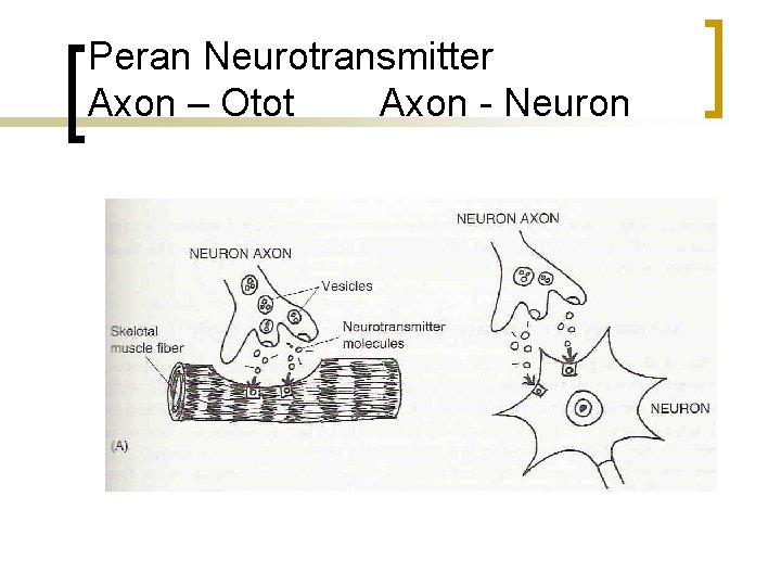 Peran Neurotransmitter Axon – Otot Axon - Neuron 