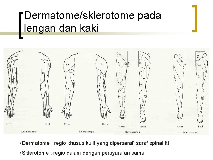 Dermatome/sklerotome pada lengan dan kaki • Dermatome : regio khusus kulit yang dipersarafi saraf