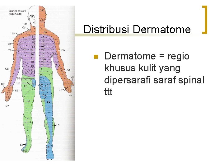 Distribusi Dermatome n Dermatome = regio khusus kulit yang dipersarafi saraf spinal ttt 