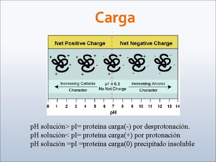 Carga p. H solución> p. I= proteína carga(-) por desprotonación. p. H solución< p.