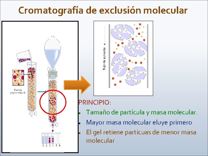 Cromatografía de exclusión molecular PRINCIPIO: Tamaño de partícula y masa molecular. Mayor masa molecular