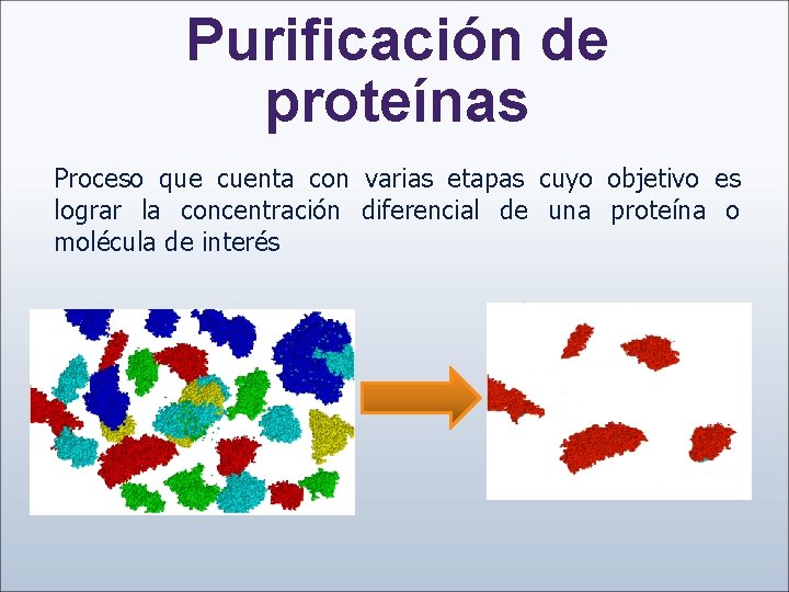 Purificación de proteínas Proceso que cuenta con varias etapas cuyo objetivo es lograr la