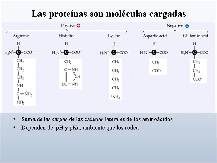 Las proteínas son moléculas cargadas • De • Suma de las cargas de las