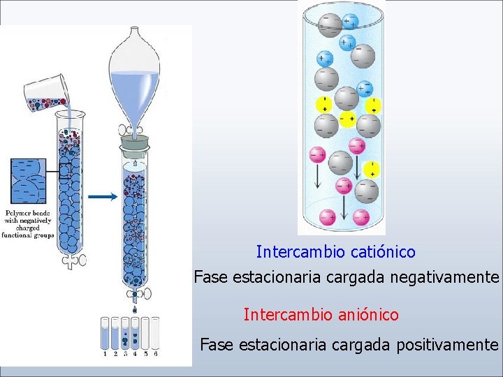 Intercambio catiónico Fase estacionaria cargada negativamente Intercambio aniónico Fase estacionaria cargada positivamente 