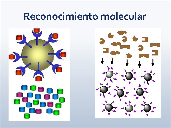 Reconocimiento molecular 
