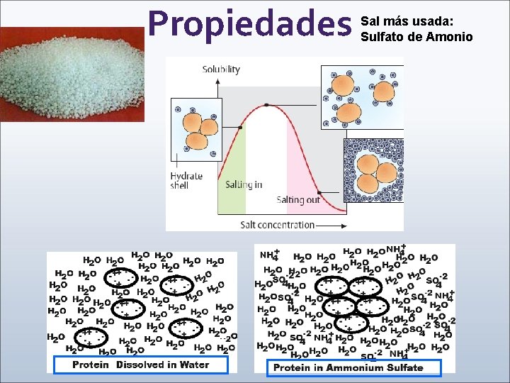 Propiedades Sal más usada: Sulfato de Amonio 