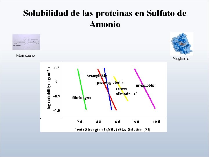 Solubilidad de las proteínas en Sulfato de Amonio Fibrinogeno Mioglobina 