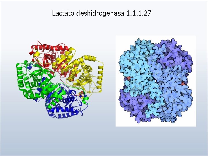 Lactato deshidrogenasa 1. 1. 1. 27 