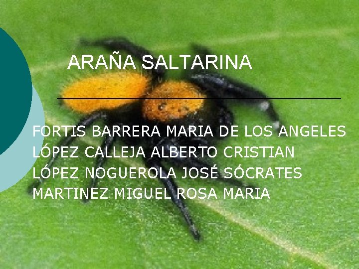 ARAÑA SALTARINA FORTIS BARRERA MARIA DE LOS ANGELES LÓPEZ CALLEJA ALBERTO CRISTIAN LÓPEZ NOGUEROLA