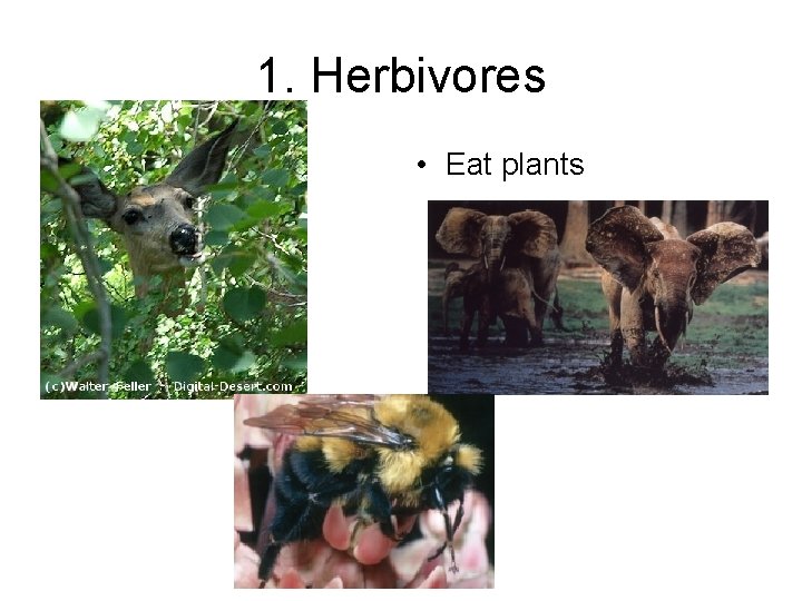 1. Herbivores • Eat plants 