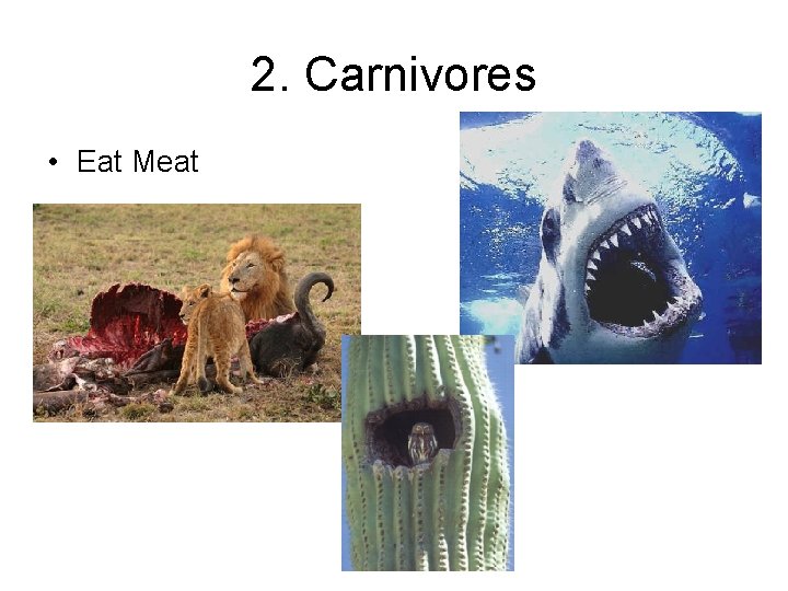 2. Carnivores • Eat Meat 