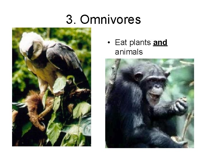 3. Omnivores • Eat plants and animals 