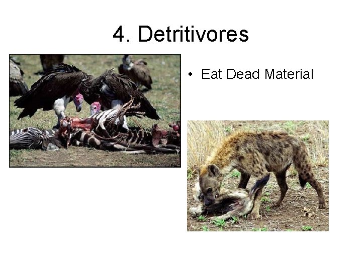 4. Detritivores • Eat Dead Material 