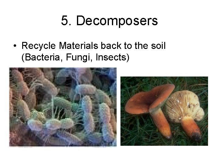 5. Decomposers • Recycle Materials back to the soil (Bacteria, Fungi, Insects) 