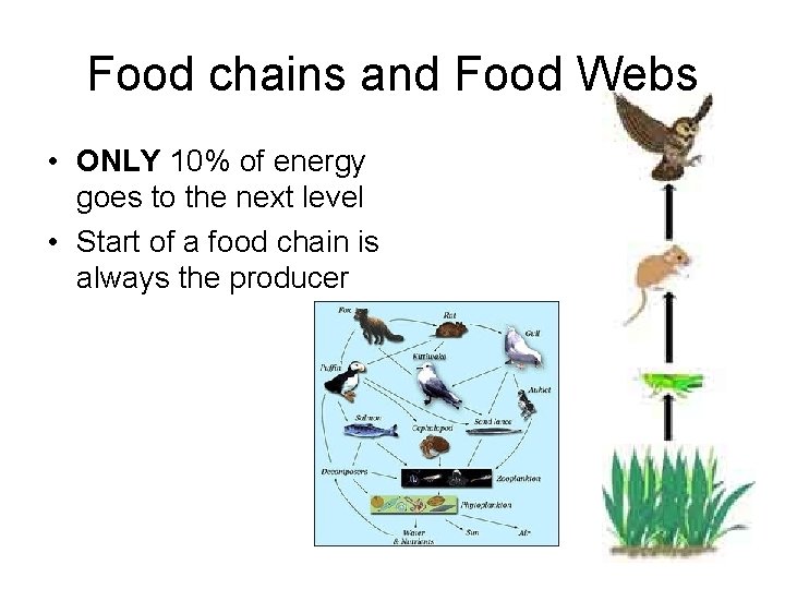 Food chains and Food Webs • ONLY 10% of energy goes to the next