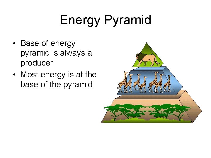 Energy Pyramid • Base of energy pyramid is always a producer • Most energy