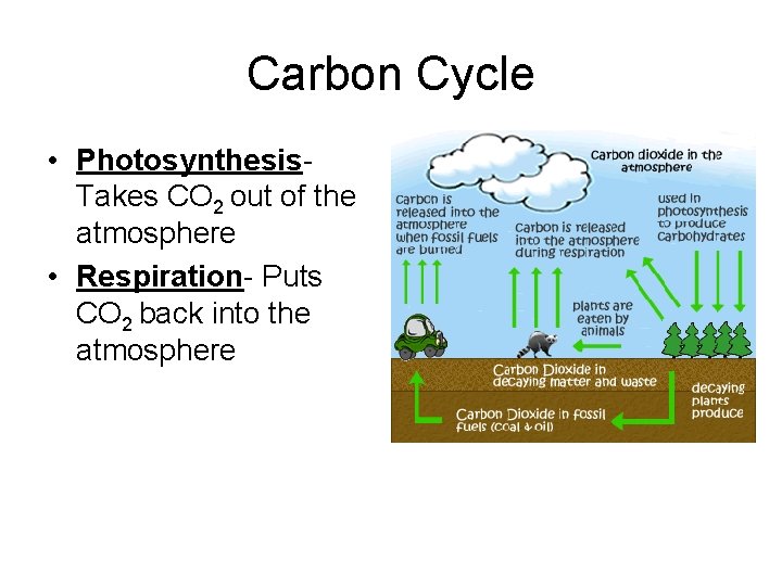 Carbon Cycle • Photosynthesis. Takes CO 2 out of the atmosphere • Respiration- Puts