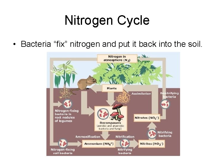 Nitrogen Cycle • Bacteria “fix” nitrogen and put it back into the soil. 