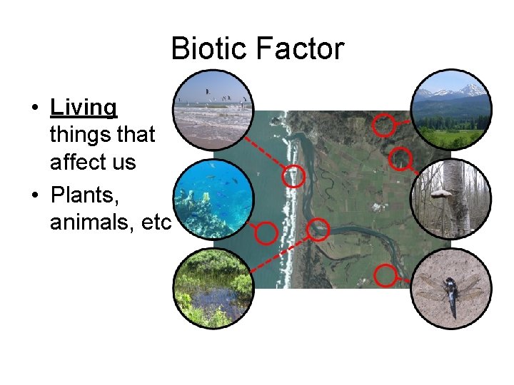 Biotic Factor • Living things that affect us • Plants, animals, etc. 