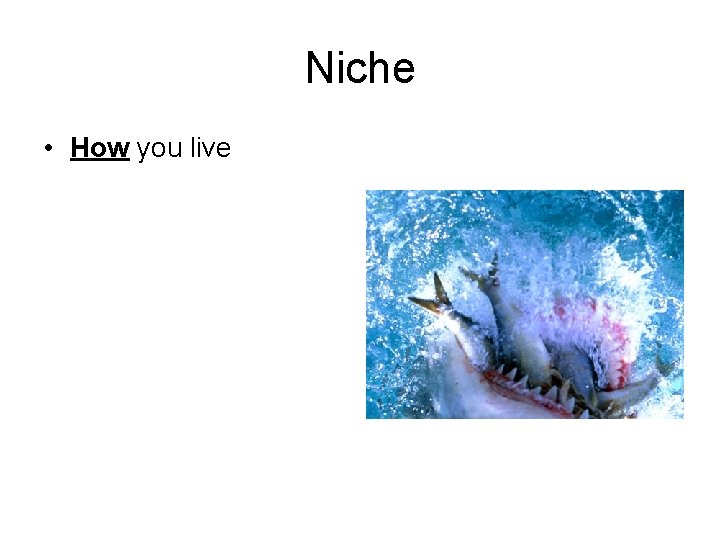 Niche • How you live 