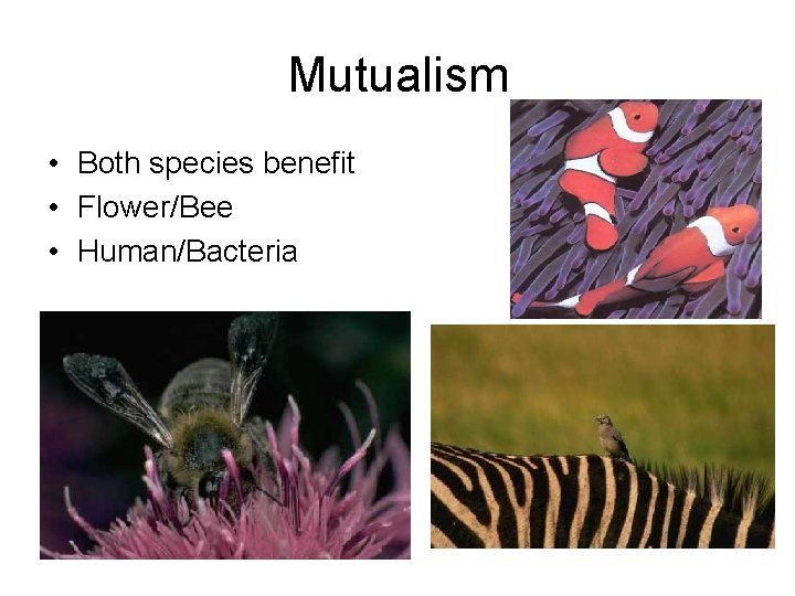 Mutualism • Both species benefit • Flower/Bee • Human/Bacteria 