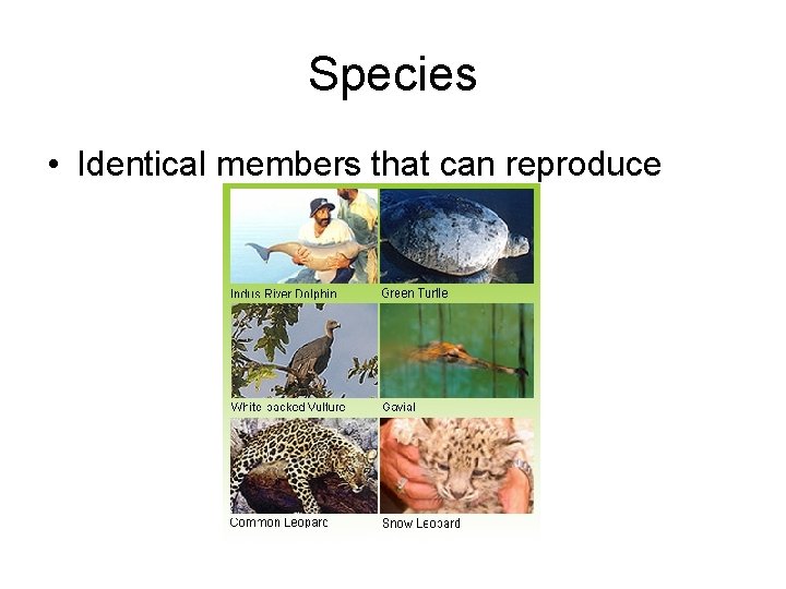 Species • Identical members that can reproduce 