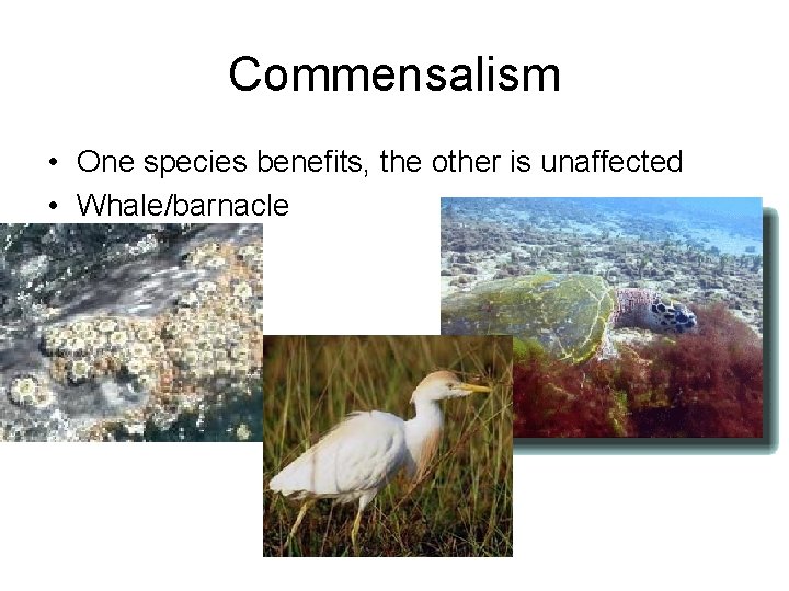 Commensalism • One species benefits, the other is unaffected • Whale/barnacle 