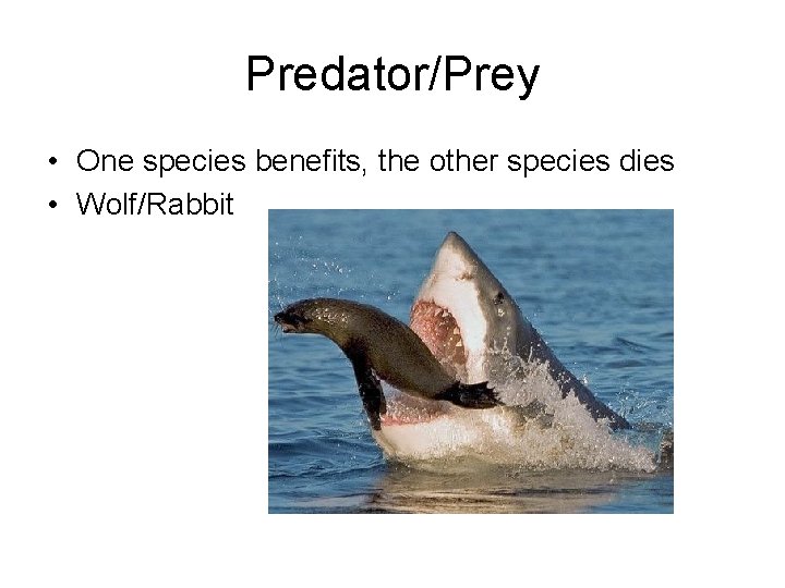 Predator/Prey • One species benefits, the other species dies • Wolf/Rabbit 
