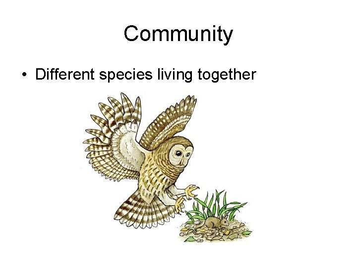 Community • Different species living together 