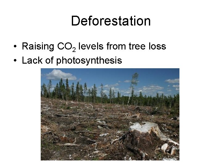 Deforestation • Raising CO 2 levels from tree loss • Lack of photosynthesis 