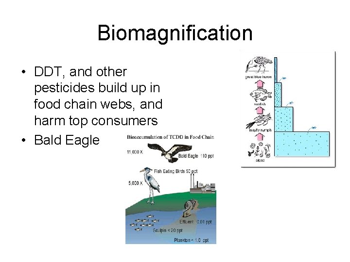 Biomagnification • DDT, and other pesticides build up in food chain webs, and harm