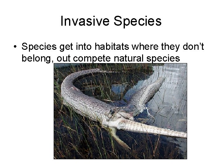 Invasive Species • Species get into habitats where they don’t belong, out compete natural