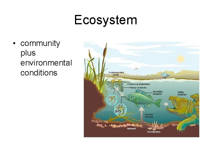 Ecosystem • community plus environmental conditions 