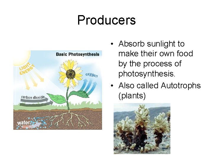 Producers • Absorb sunlight to make their own food by the process of photosynthesis.