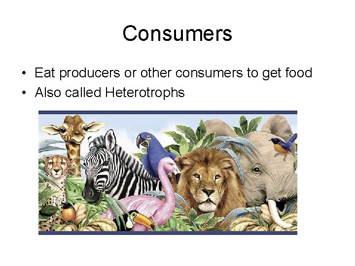 Consumers • Eat producers or other consumers to get food • Also called Heterotrophs