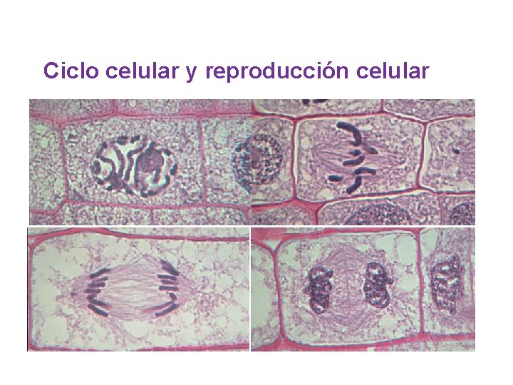 Ciclo celular y reproducción celular 