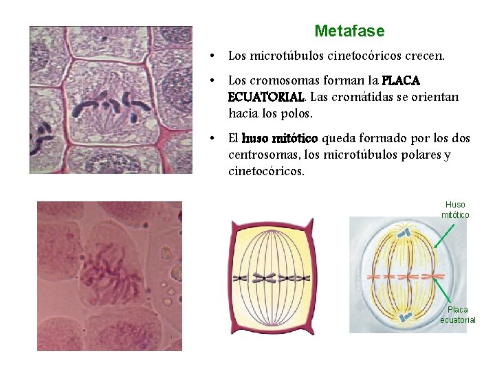 Metafase • Los microtúbulos cinetocóricos crecen. • Los cromosomas forman la PLACA ECUATORIAL. Las
