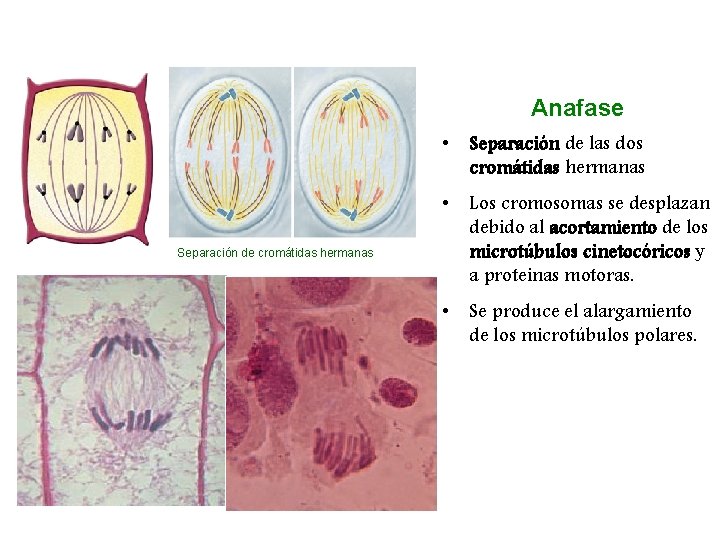 Anafase • Separación de las dos cromátidas hermanas Separación de cromátidas hermanas • Los
