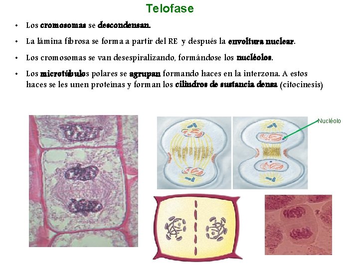 Telofase • Los cromosomas se descondensan. • La lámina fibrosa se forma a partir