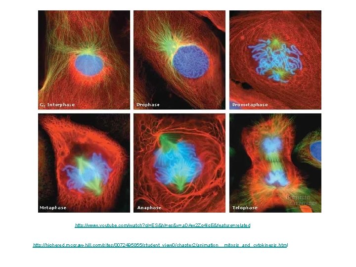 http: //www. youtube. com/watch? gl=ES&hl=es&v=a. DAw 2 Zg 4 Ig. E&feature=related http: //highered. mcgraw-hill.