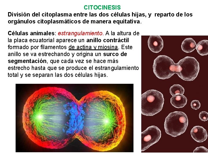 CITOCINESIS División del citoplasma entre las dos células hijas, y reparto de los orgánulos